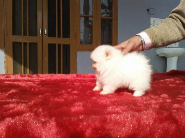 Mini pom puppies at Ammus 