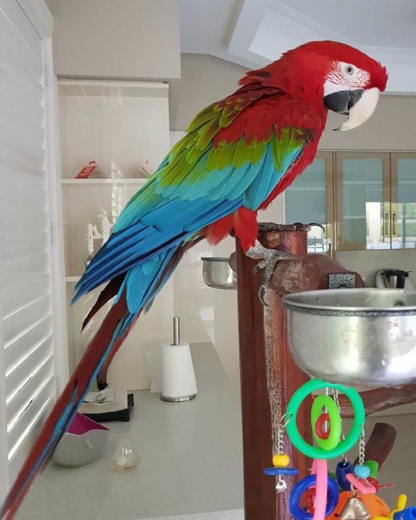 Green winged macow at Ammus 