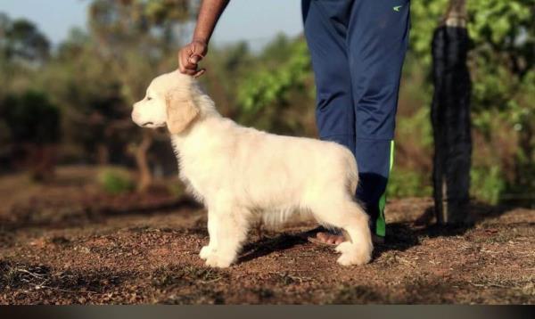 Golden retriever puppies at Am