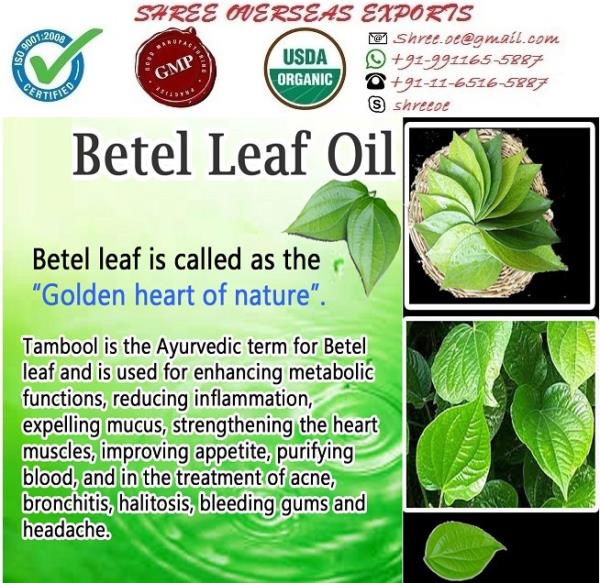 Best quality Betel Leaf Oil exporter | Original certificate | #1 Exporter |
Betel oil
Piper Betle
The Betel Leaf plant is a twining vine part of the pepper family, whose leaves yield an aromatic essential oil. The cultivation of this creeper needs a lot of care and attention. Dryness and exposure to the sun for too long a period can harm and plant. The heart-shaped leaves have a distinct pleasant aroma and are commonly chewed alone or with other plant materials.
The betel leaf essential oil is valued in Ayurveda as being stimulating, carminative, aromatic, warming, antiseptic and even as an aphrodisiac.The Betel Leaf plant grows widely over the entire area between South Arabia and Southeast China. In India, Betel Leaf has historically been chewed to sweeten the breath and preserve the teeth.
Product Betel Leaf Oil
Appearance Fluid liquid
Colour Light Yellow to darker
Odour The odour is distinctly Phenolic, almost Tar like or Smoky.
Extraction: It is extracted by steam distillation of rhizomes.
Uses:
1. Betel leaves and its essential oil are the best remedies for treating plaque, dental decay, dental caries and other oral infections caused by bacteria and other harmful micro-organisms.
2. The essential oil extracted from betel leaves prevent the system from the dangerous effects of pathogens and micro-organisms and kills the existing microbes and treats the infections caused by such harmful bodies.
3. The essential oil extracted from these aromatic leaves are also claimed to possess these therapeutic properties, as essential oils are nothing but the life essence or vital life force of the plants.
4. Antimicrobial properties of this help in killing contagious microbes in the system like bacteria and viruses that aggravate respiratory infections, if left uncontrolled. Adding 2 drops of Betel leaf oil in steam inhalation and inhaling this medicated steam can help in treating nasal congestion, chest congestion and other cough.
5. Betel leaf essential oil with its warming properties increases the heat energy in the system and reduces excess of kapha dosha.