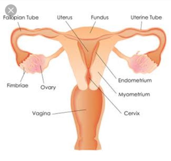 uterus
