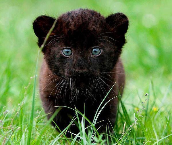 little rann