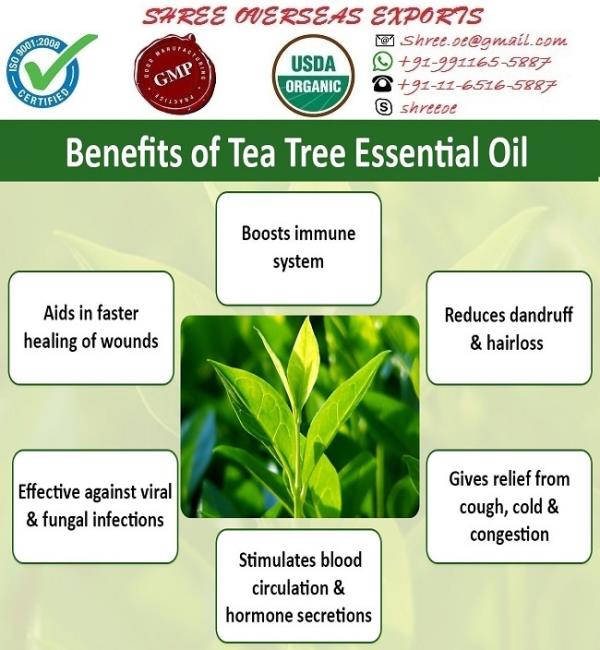 Tea Tree Oil
(Melaleuca Alternifolia)
The aboriginal people of Australia have long used tea tree oil. Similarly tea tree has a long history of use within the field of aromatherapy. In World War Two, the producers and the cutters of tea tree were exempt from military service until enough essential oil had been accumulated. The oil was a highly valued product as it was issued to each soldier and sailor as part of their kit in order to treat tropical infections and infected wounds.
The Tea tree is a small tree or shrub with needle-like leaves. It is also domestically referred to as Ti-tree. It can grow up to 7 meters (20 feet) in height and thrives in marshy areas, though it is now cultivated in plantations. The tea tree is very robust. It is ready for cutting only two years after its previous harvest. Tea tree oil is a yellowish green-tinged essential oil with afresh camphoraceous odour. The light yellow tea tree oil is produced by steaming the pine-needle-like tea tree leaves to force out the oil which is used mainly in medicine, but also for industrial lubricants and cosmetic products. The oil has a nutmeg-like smell. Tea tree oil contains chemicals known as terpenoids which are believed to provide the oil its medicinal properties. Australian standards were established for the amount of one particular compound, terpinen-4-ol, which must make up at least 30% and preferably 40-50% of the oil for it can be considered medically useful.
Botanical Name : Melaleuca Alternifolia
Appearance : Thin liquid
Aroma : Medicinal, fresh, woody, earthy, herbaceous
Color : Pale yellow to colorless
Chemical constituents: Tea tree oil has various chemical compounds that include Terpinen-4-ol, Alpha-Terpineol, Cineole, Pinene, Alpha Terpenene, Beta-Caryophyllene.
Extraction: The tea tree oil is extracted by the steam distillation of leaves.
Uses:
1. This is the greatest oil to fight viruses, bacteria and fungi. Wounds and scrapes can be washed out with a mixture to disinfect the area.
2. It is used in vapor therapy and can help with colds, measles, sinusitis and viral infections.
3. Tea tree oil has been used for skin and hair and to combat acne, oily skin, head lice and dandruff.
4. It is helpful incase of burns if applied immediately by washing area with ice water, then applying drops of tea tree oil to burned area helps to produce soothing and healing effect to the skin. It is helpful in case of calluses and corns.
5. Tea tree oil is being used in number of applications like all purpose cleaner, deoderizer, bedsores, dishwashers, humidifiers, plant sprays, vaporisers etc.
6. It act as a very good hair conditioner. Because of the mild qualities of tea tree's terpinen content, the oil can soothe cuts, scratches, sunburn and cold sores. Because it's non-irritating, a single drop of the oil can be applied directly to minor injuries once or twice a day.
7. It has proved helpful in eau de Cologne, hair oils, powder perfumes, hair washes and shampoo preparation.
8. Tea tree oil is used for many household cleaning purposes.
9. It includes the use of deodorisers for misting the room with the application of tea tree oil.
10. The addition of drops of tea tree oil in to the humidifier help in cleaning and refreshing the air.
11. It can also be used to treat oral bacteria that cause cavities, gum disease, and halitosis. Commercially tea tree oil is considered an effective addition to antiseptic oral rinses and toothpastes.