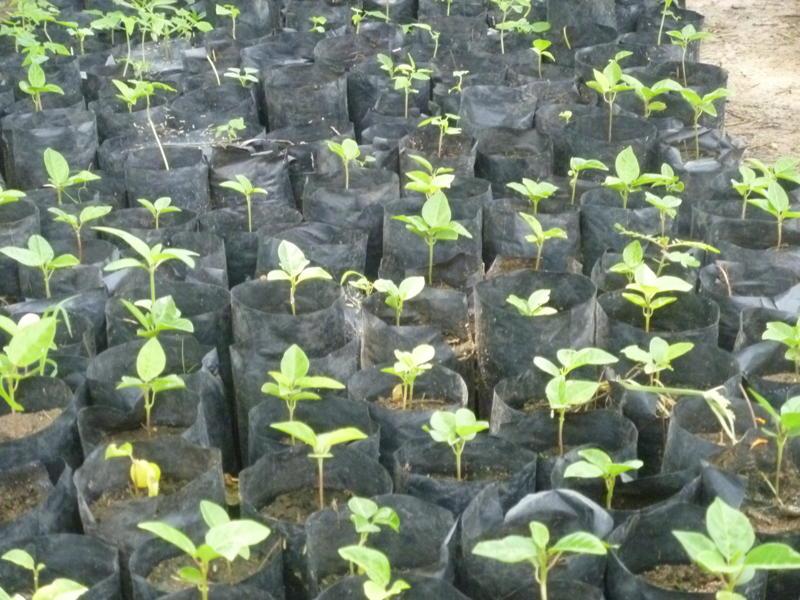 Medicinal Plant Nursery in Nagpur Details Shri Shail Herbs Pvt. Ltd.