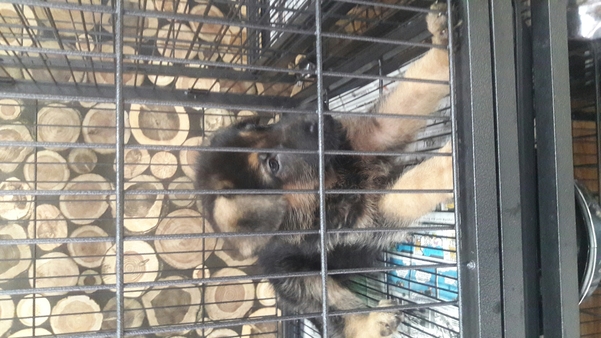 Pets in ammu pets and kennels