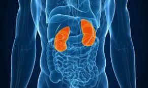 normal renal function test