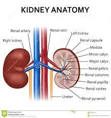 daily creatinine production