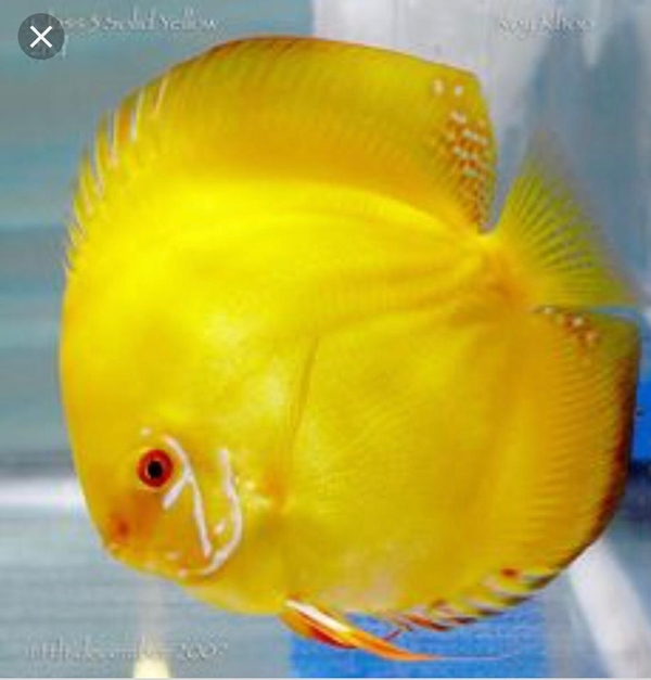 discus fish price in kolathur
