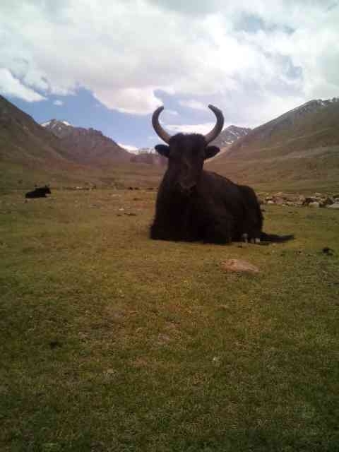 ladakh ensuring