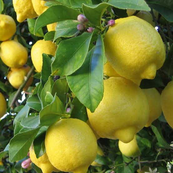 Lemon oil