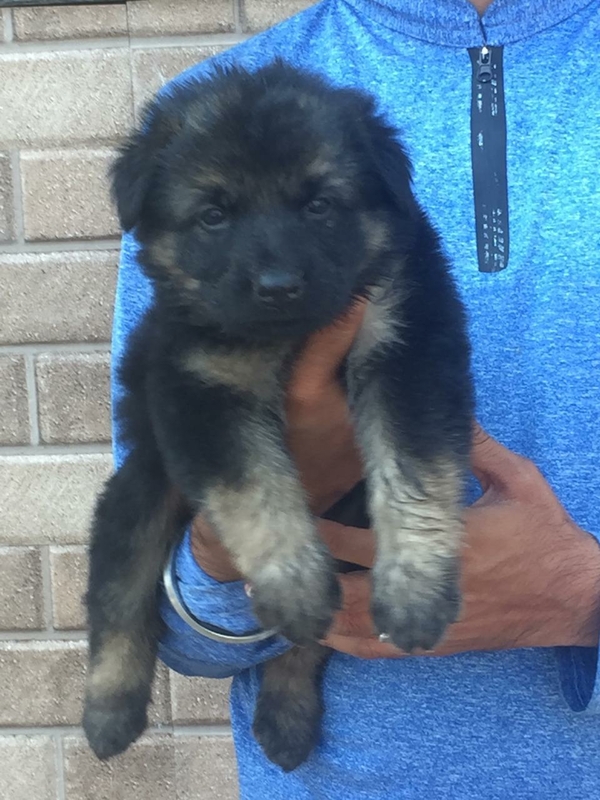 female puppy