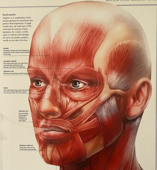 body contouring therapies
