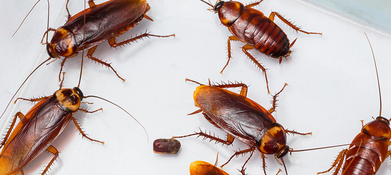 Updates | Doctors Pest Control in Thane,We are the Leading Pest Control
