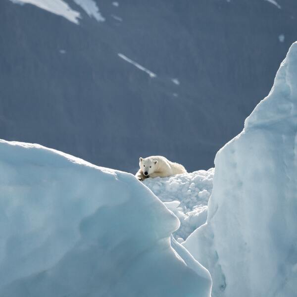 polar bears