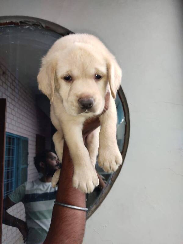 Best pet shop in nagpur AMIT PET SHOP Call 9405701139 in Nagpur, India