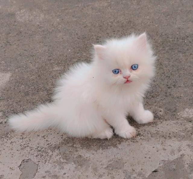 Best pet shop in nagpur AMIT PET SHOP Call 9405701139 in Nagpur, India