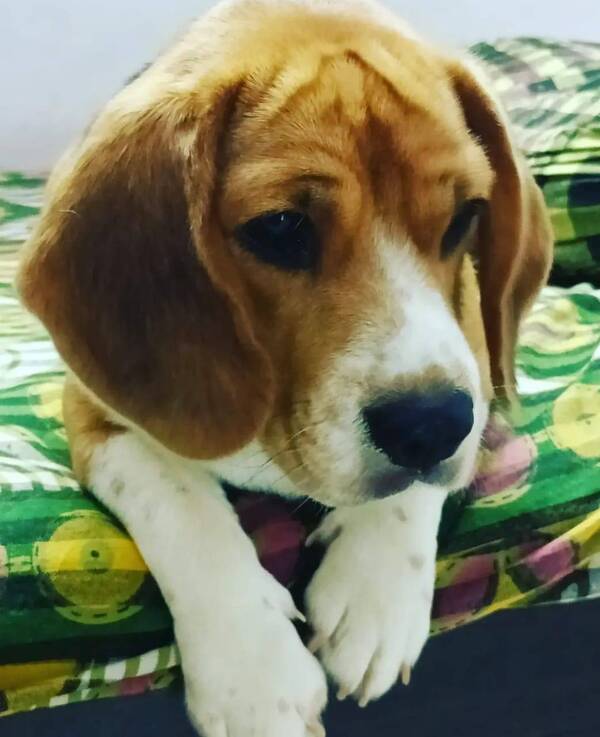 Best pet shop in nagpur AMIT PET SHOP Call 9405701139 in Nagpur, India