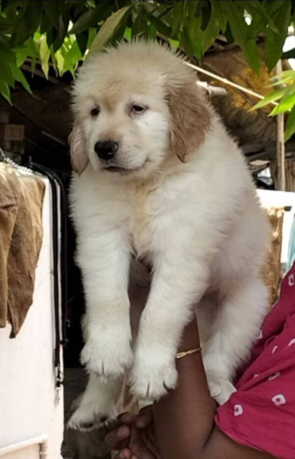 Best pet shop in nagpur AMIT PET SHOP Call 9405701139 in Nagpur, India