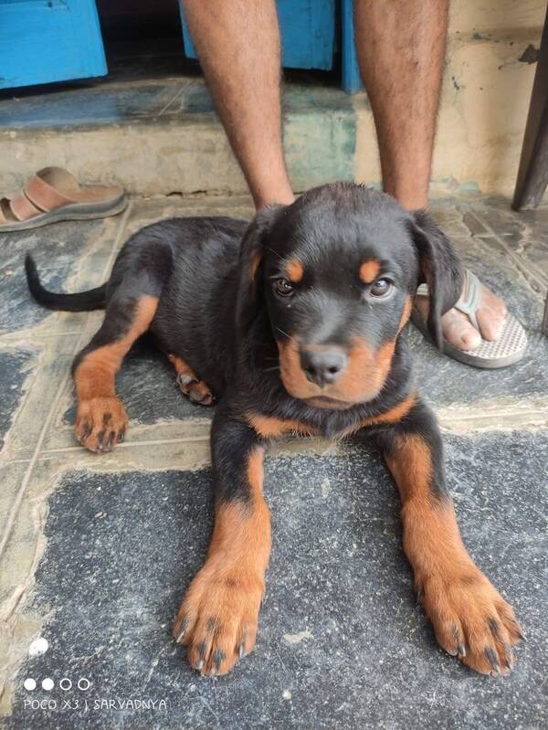 Best pet shop in nagpur AMIT PET SHOP Call 9405701139 in Nagpur, India