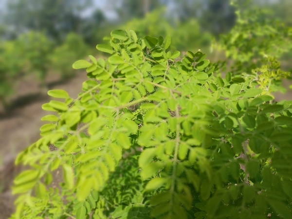 moringa drumstick coming soon maval agro farm urse