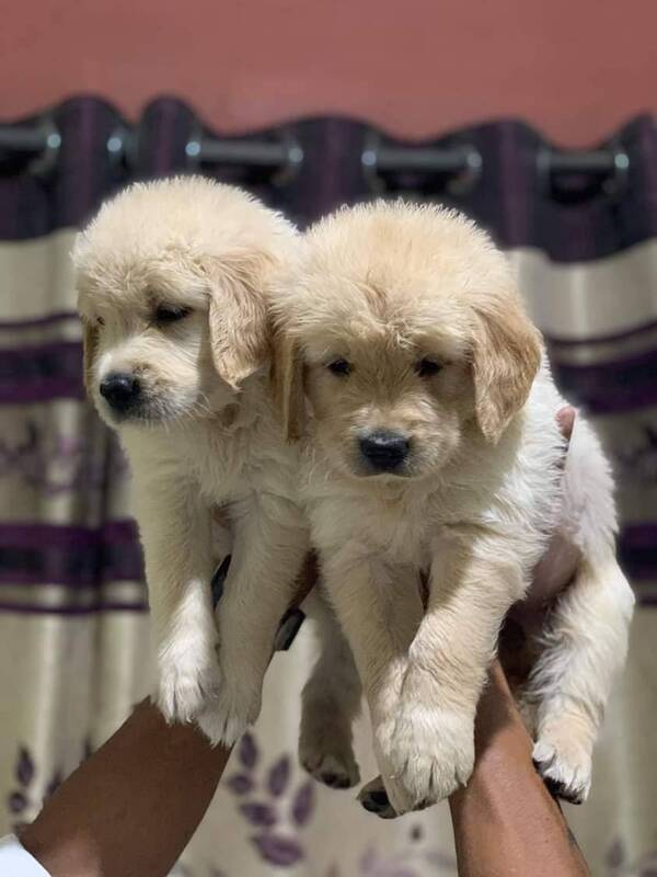 Best pet shop in nagpur AMIT PET SHOP Call 9405701139 in Nagpur, India