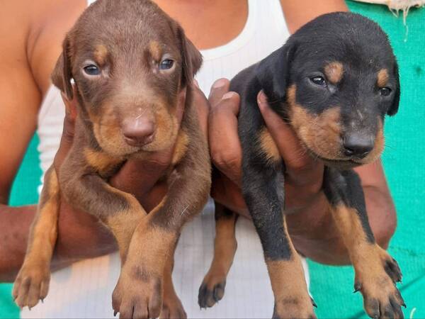best dog breeds