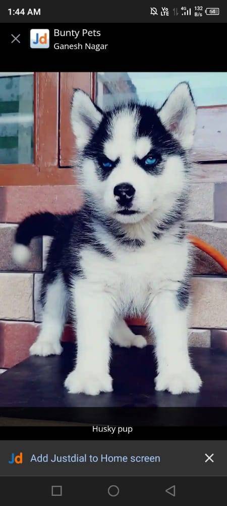 best dog breeds