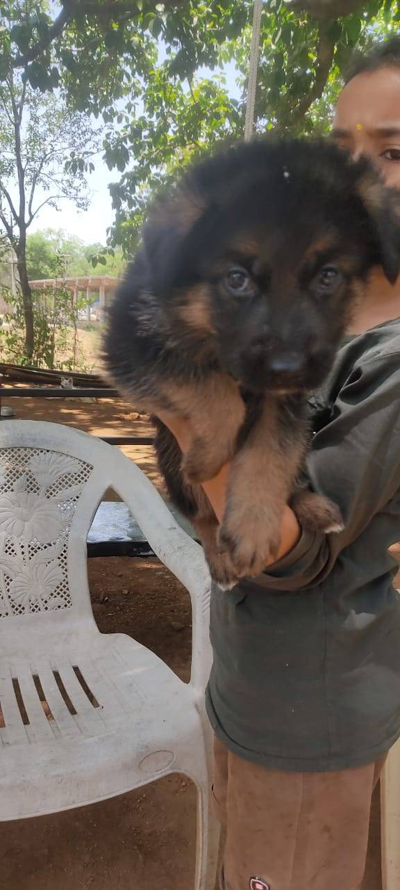 Best pet shop in nagpur AMIT PET SHOP in Nagpur, India