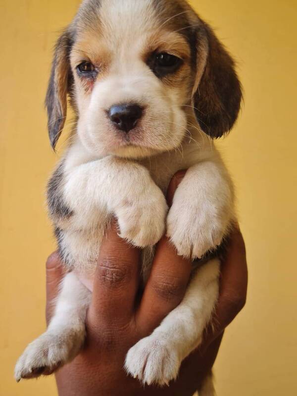 Best pet shop in nagpur AMIT PET SHOP Call 9405701139 in Nagpur, India