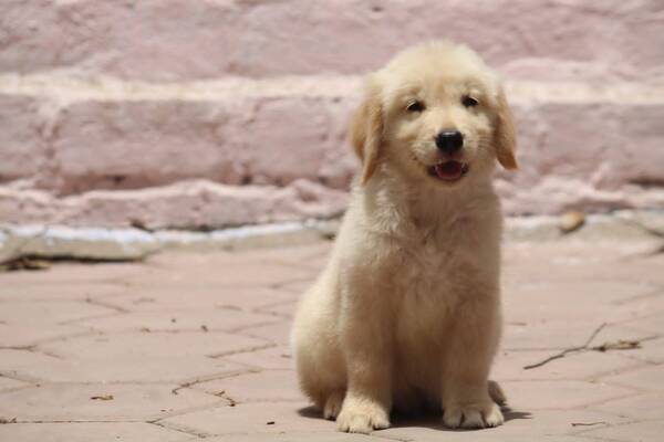 dog breeds