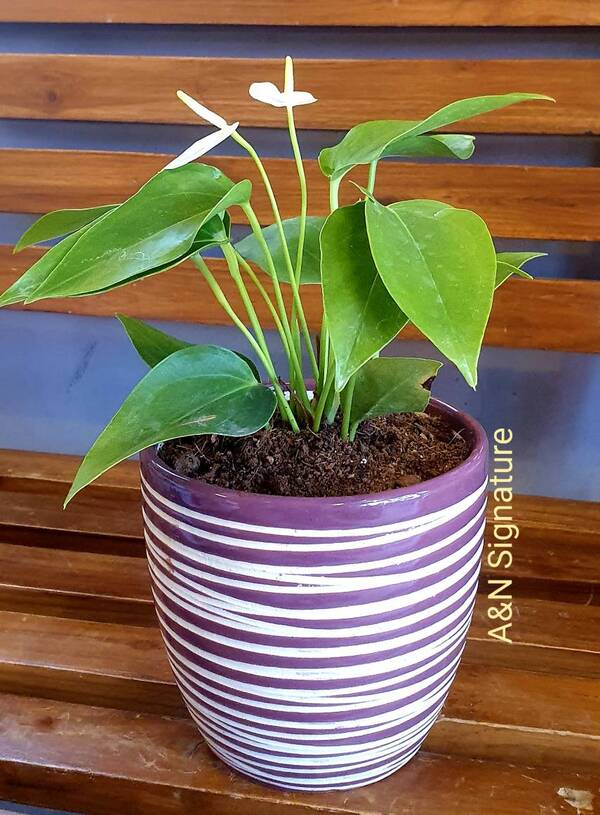 beautiful plants with pots ran