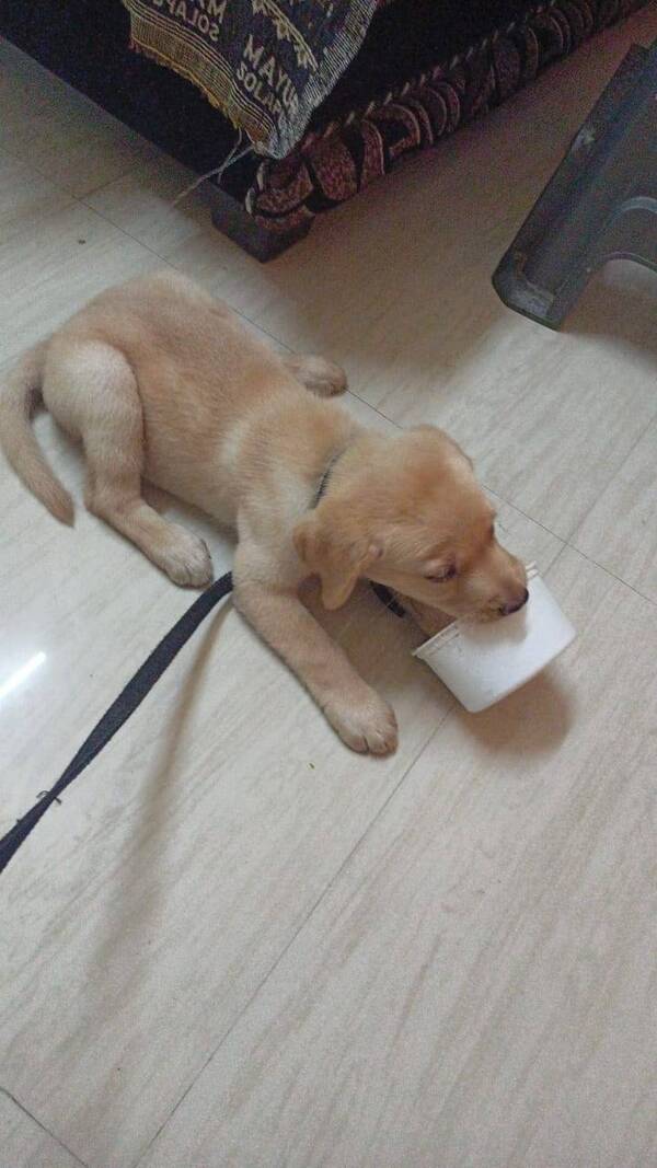 Best pet shop in nagpur AMIT PET SHOP Call 9405701139 in Nagpur, India