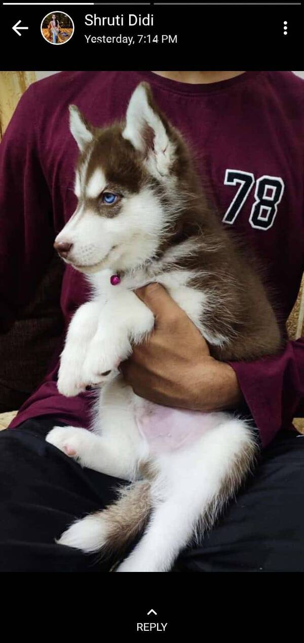 best dog breeds