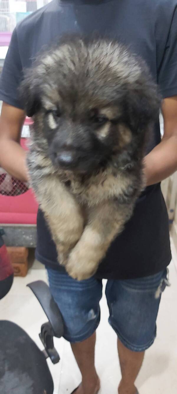 Best pet shop in nagpur AMIT PET SHOP Call 9405701139 in Nagpur, India