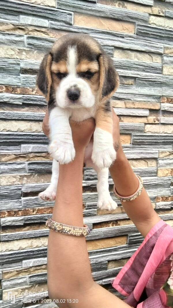 Best pet shop in nagpur AMIT PET SHOP Call 9405701139 in Nagpur, India