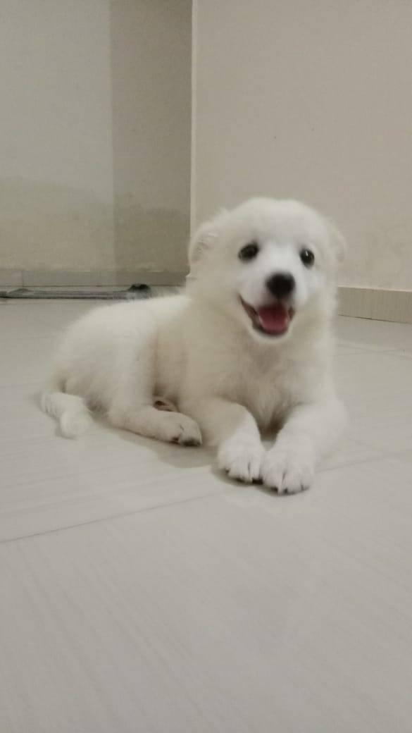 german shephered dog price