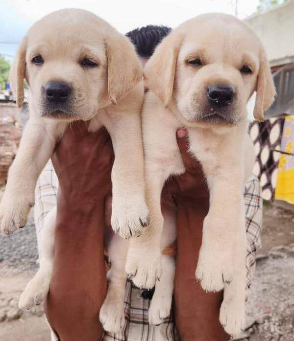 Best pet shop in nagpur AMIT PET SHOP in Nagpur, India