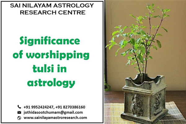 worshiping tulsi daily