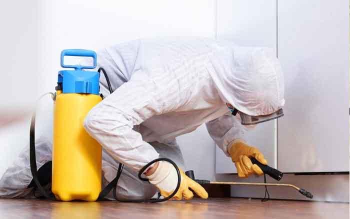 rodent management