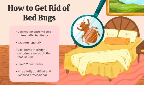 bed bug management