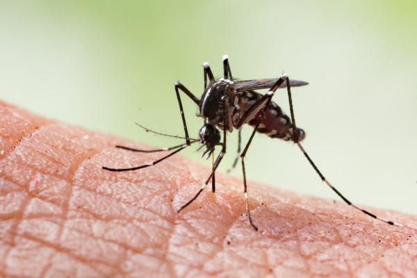 mosquito management services