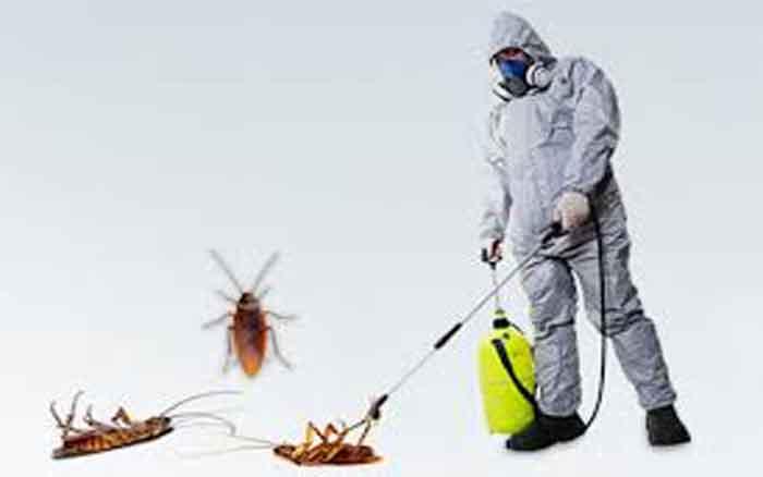 roaches