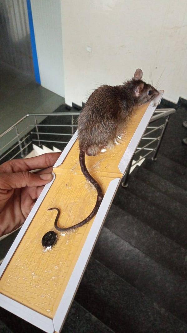 Rodent Management Services liv