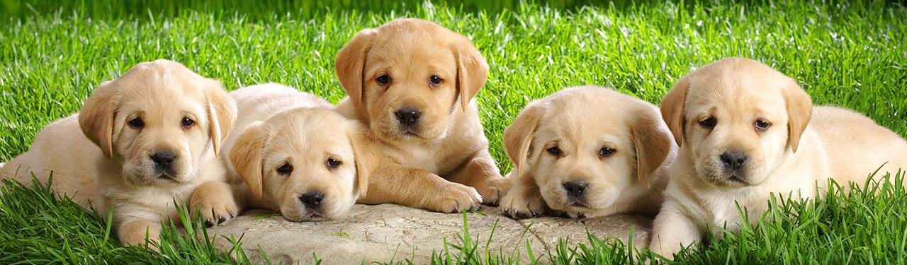 dogs
