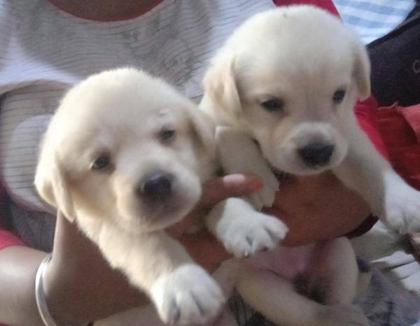 labrador puppies
