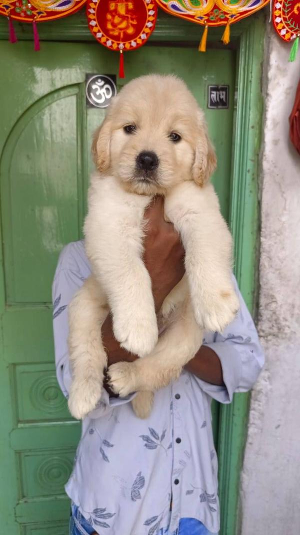 golden retriever male puppy sa