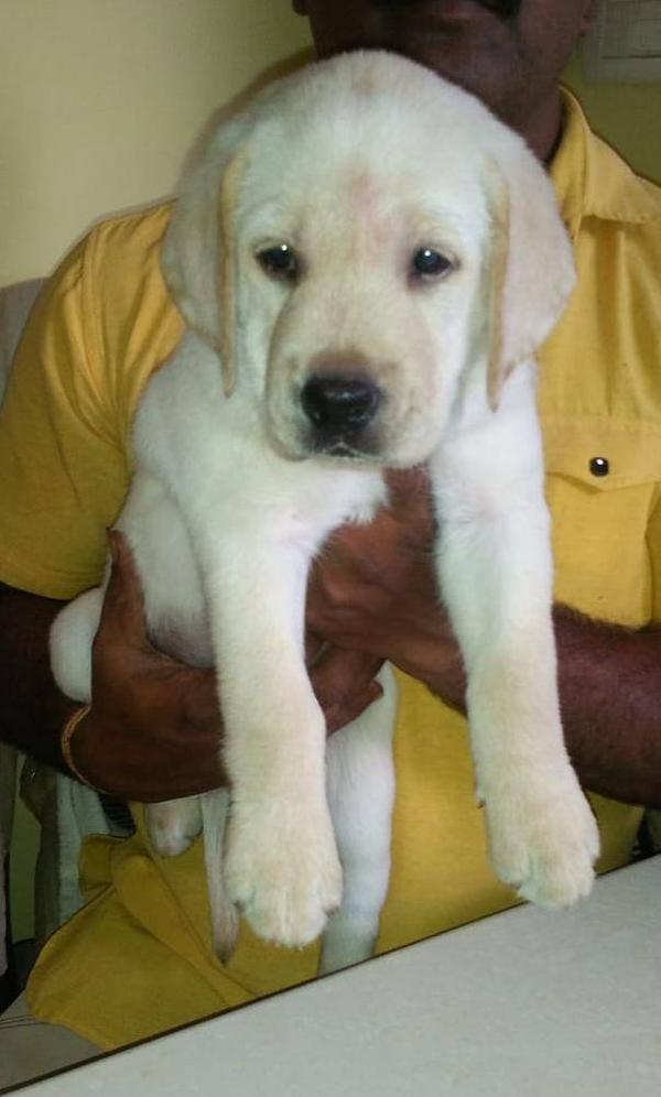 Best pet shop in bhandhar AMIT PET SHOP Call 9405701139 in Nagpur