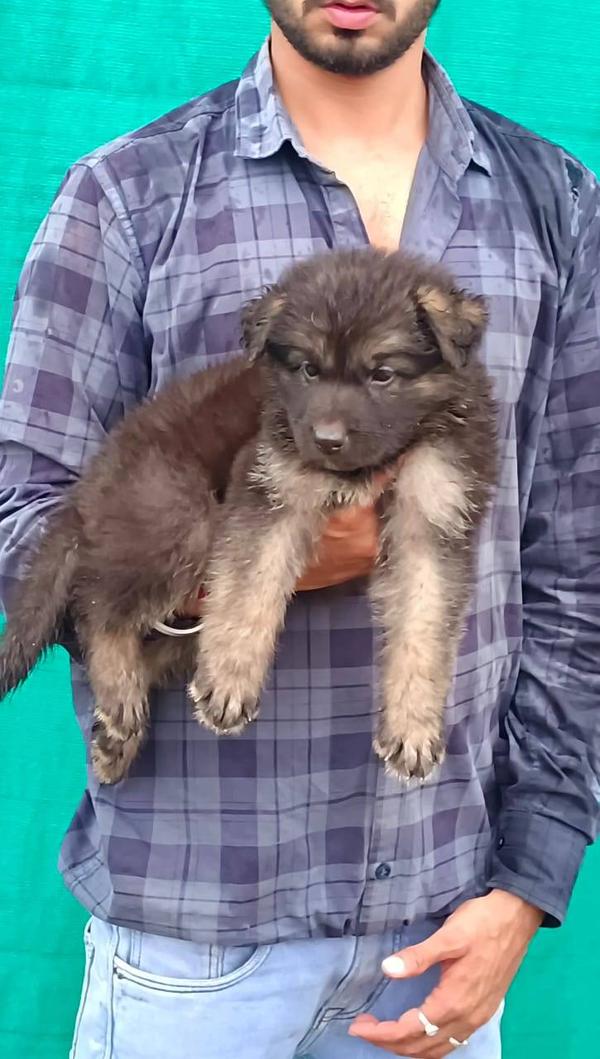 german shepherd male puppy top