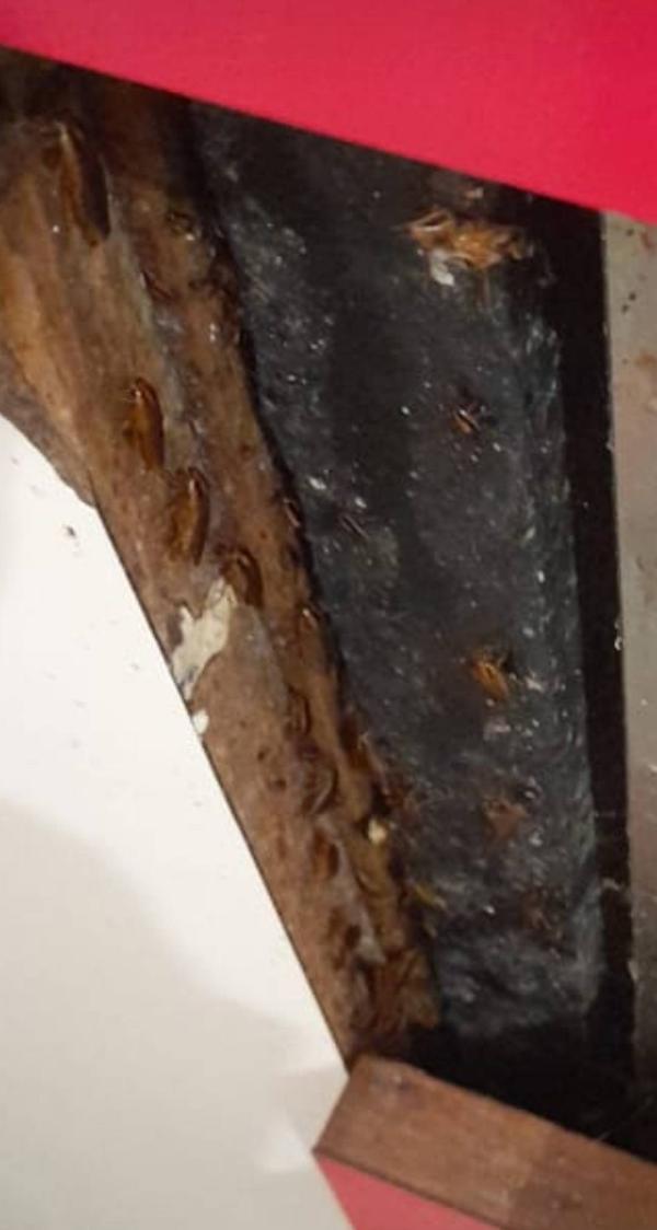 Heavy infestation of German Co