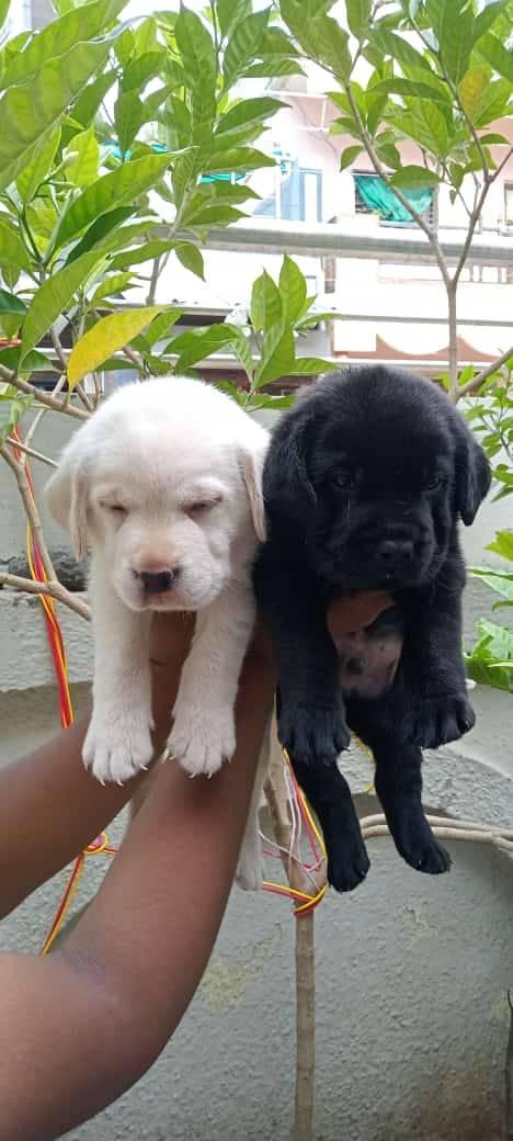 female puppy